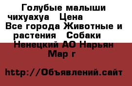 Голубые малыши чихуахуа › Цена ­ 25 000 - Все города Животные и растения » Собаки   . Ненецкий АО,Нарьян-Мар г.